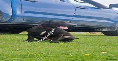 Patterdale Terrier dogs - Advert 6
