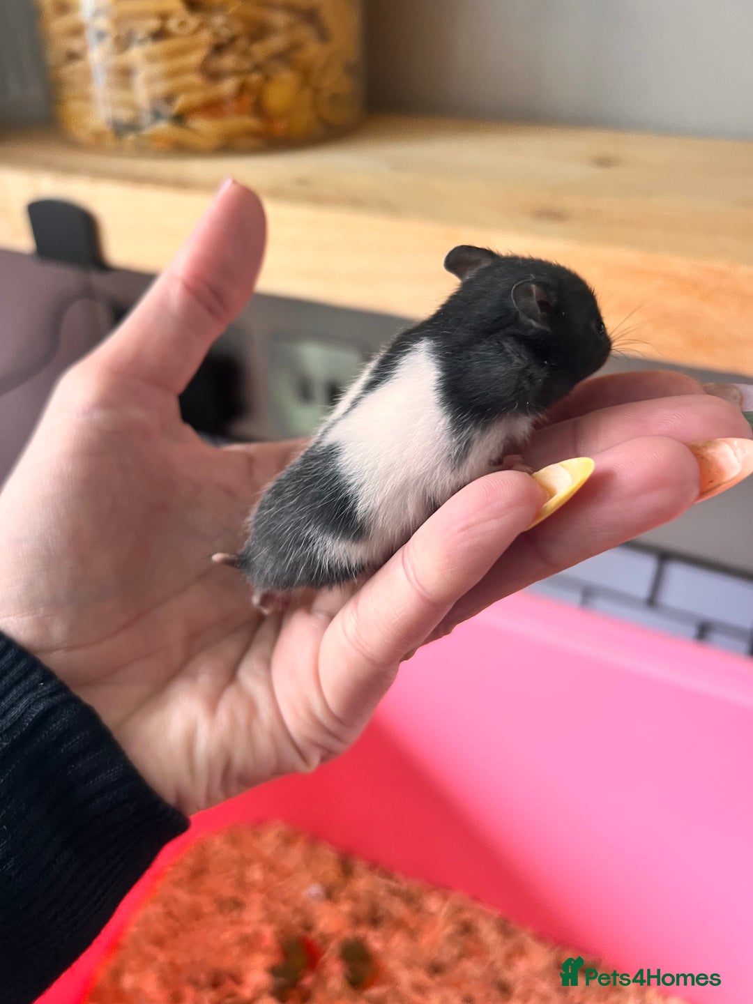 Hamster rodents for sale: Baby Syrian hamsters - Image 6