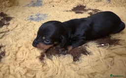 Miniature Dachshund dogs for sale: Miniature dachshund puppies  - Image 3