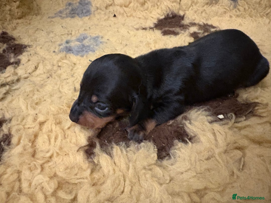 Miniature Dachshund dogs for sale: Miniature dachshund puppies  - Image 3