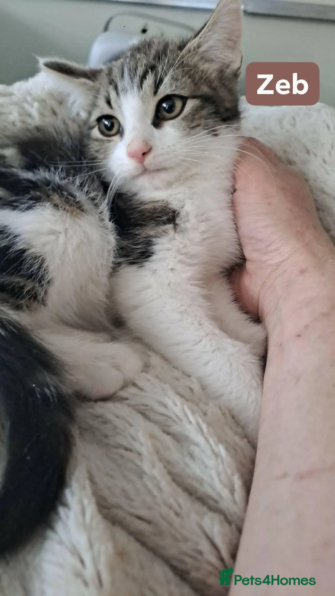 Domestic Shorthair cats for adoption: Zeb - polydactyl kitten for adoption  - Advert 1