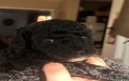 Cockapoo dogs for sale: Adorable F1B Cockapoo Puppies ready 6th November - Image 10