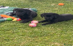 Labrador Retriever dogs for sale: Yellow and black Labrador puppies in Whitchurch - Image 11