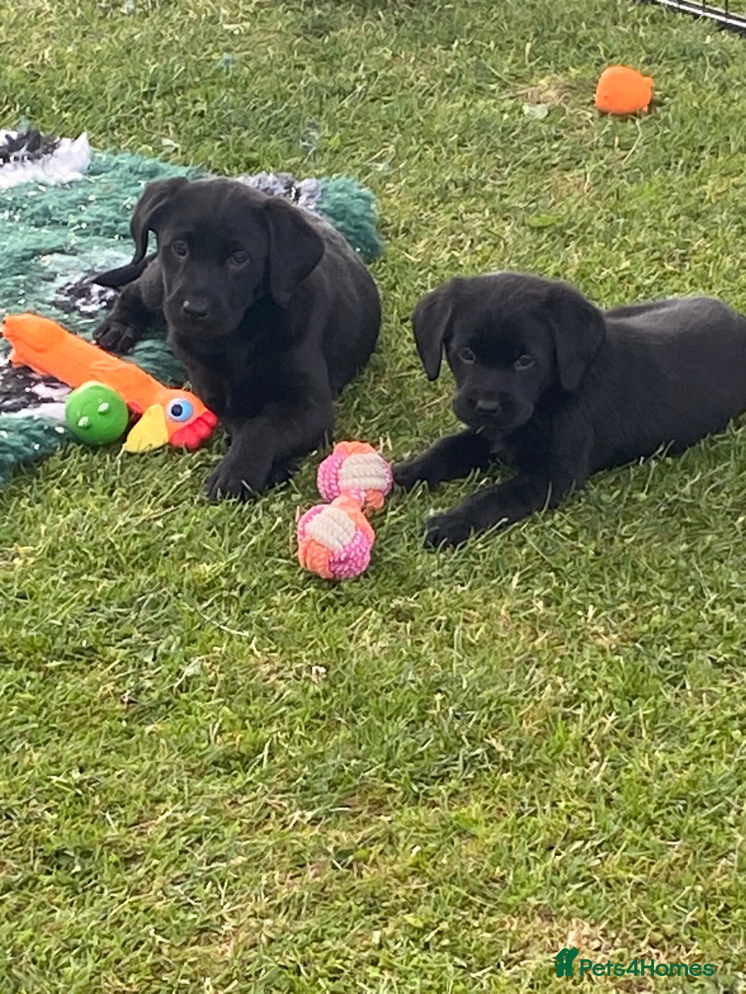 Labrador Retriever dogs for sale: Yellow and black Labrador puppies in Whitchurch - Image 11