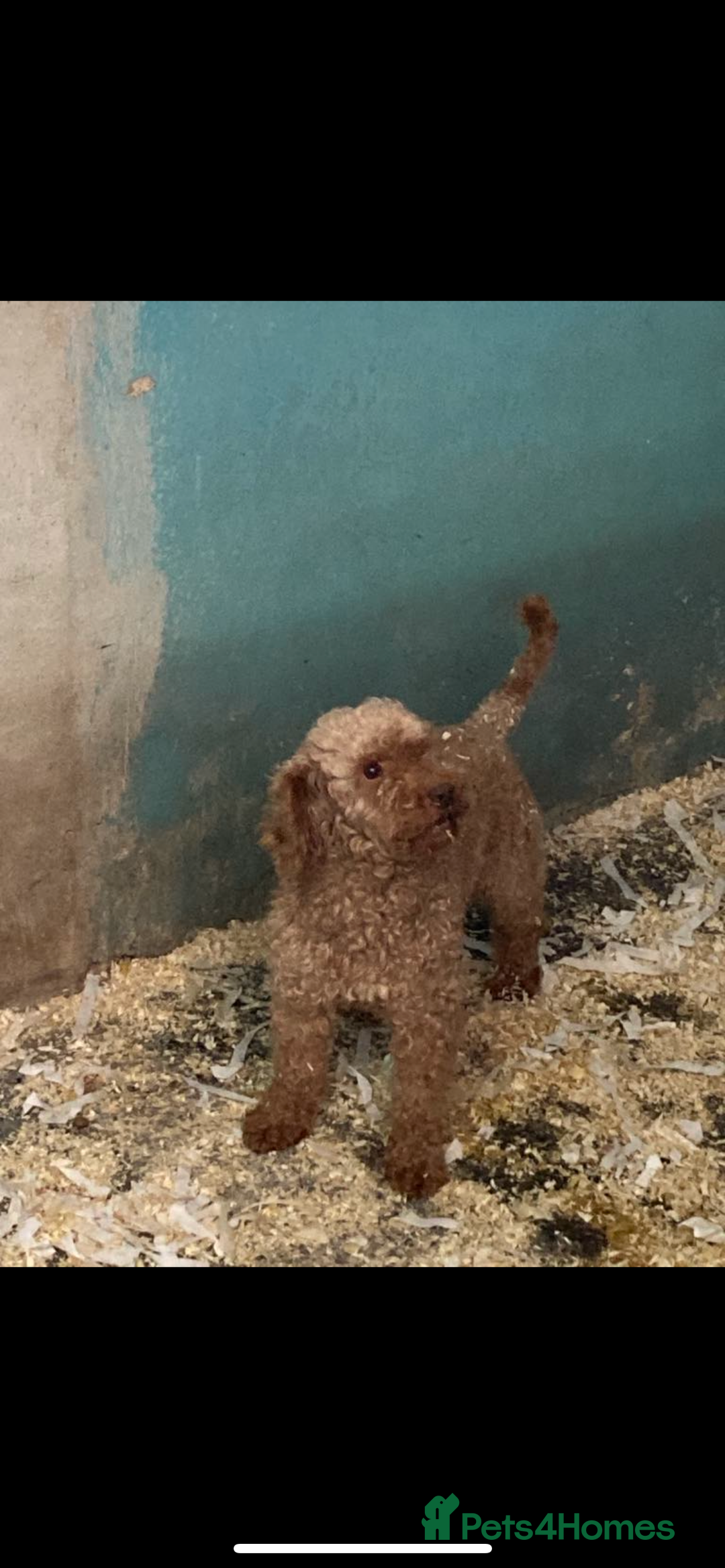 Mixed Breed dogs for sale: Gorgeous Plummer Terrier X Toy Poodle - Image 27