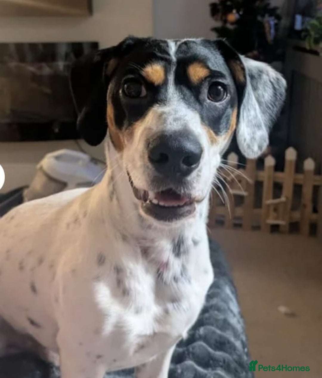 Mixed Breed dogs for adoption: 💙Max-10-month-old Jack Russell cross💙 - Advert 3