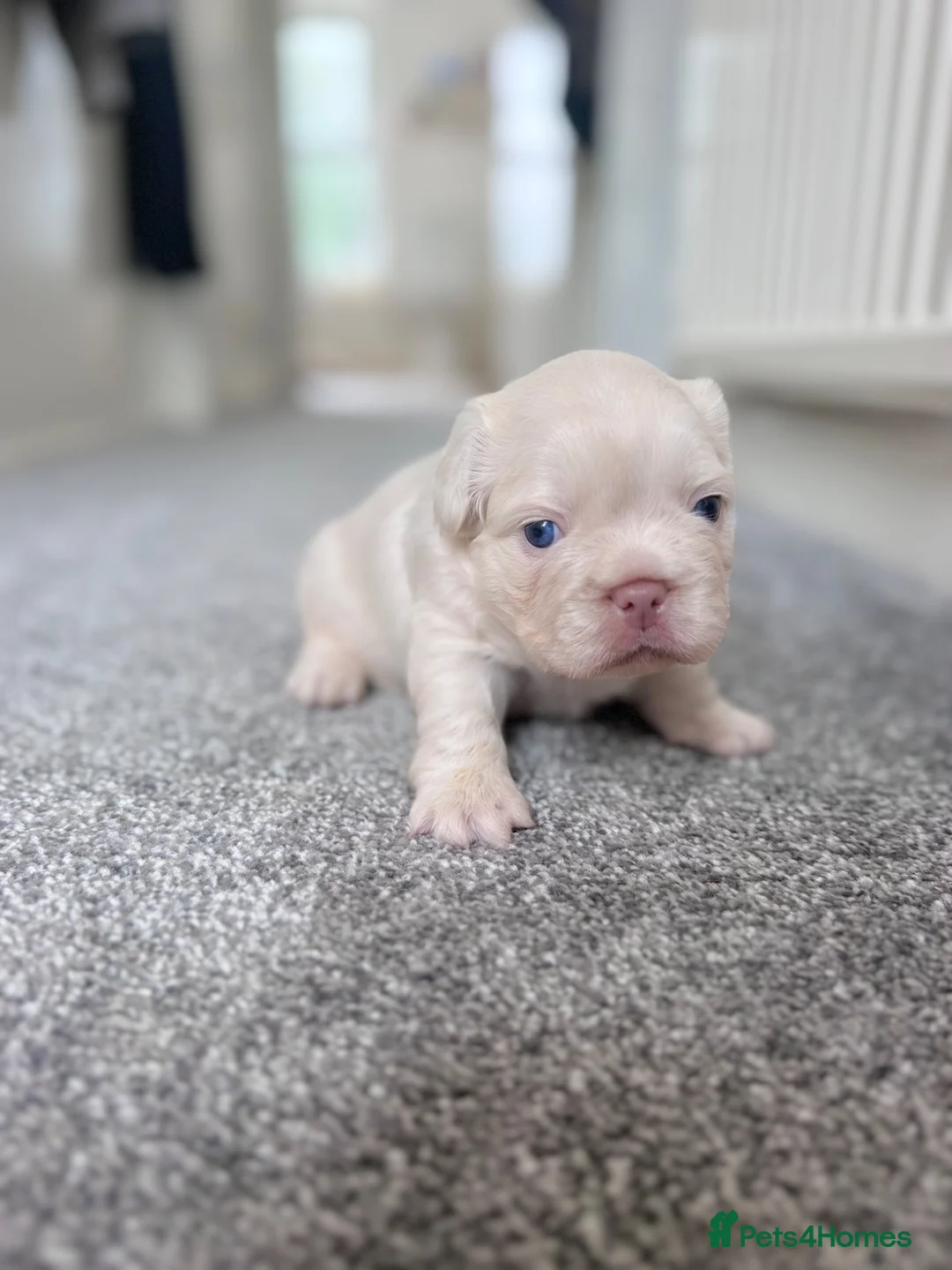 French Bulldog dogs for sale: RARE FLUFFY FRENCHIE PUPPIES!! - Advert 2