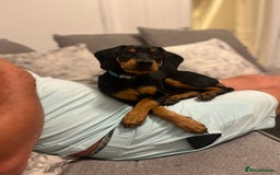 Mixed Breed dogs for sale: Ziggy 2 year old mini pincher - Advert 2