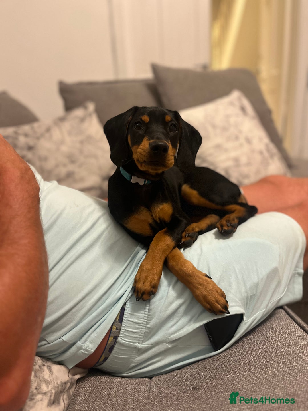 Mixed Breed dogs for sale: Ziggy 2 year old mini pincher - Advert 2
