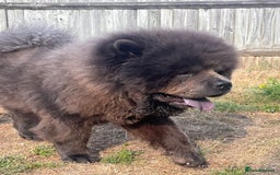 Chow Chow dogs for sale: Chow chow  - Image 4