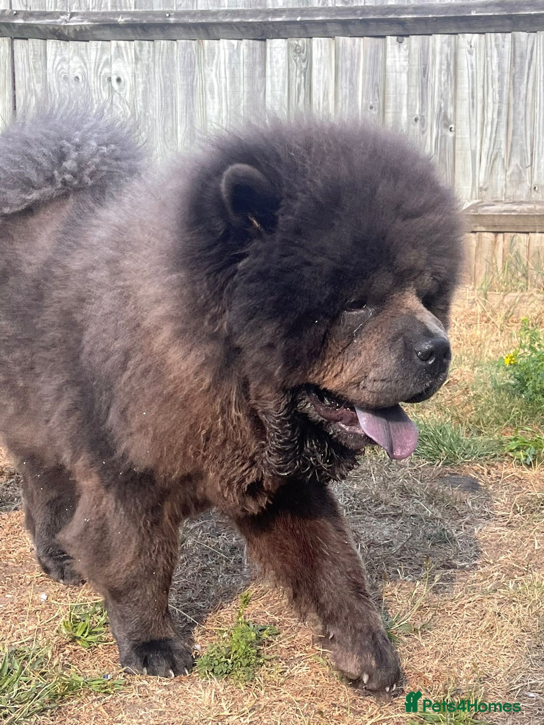 Chow Chow dogs for sale: Chow chow  - Image 4