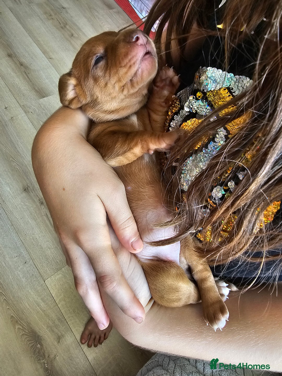 Miniature Dachshund dogs for sale: Mini Dachshund Puppies - Image 12