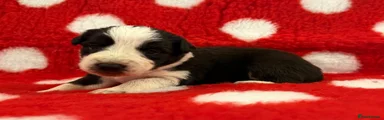 Border Collie 5