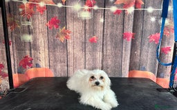 Maltese dogs for sale: 2 male Maltese  - Image 2