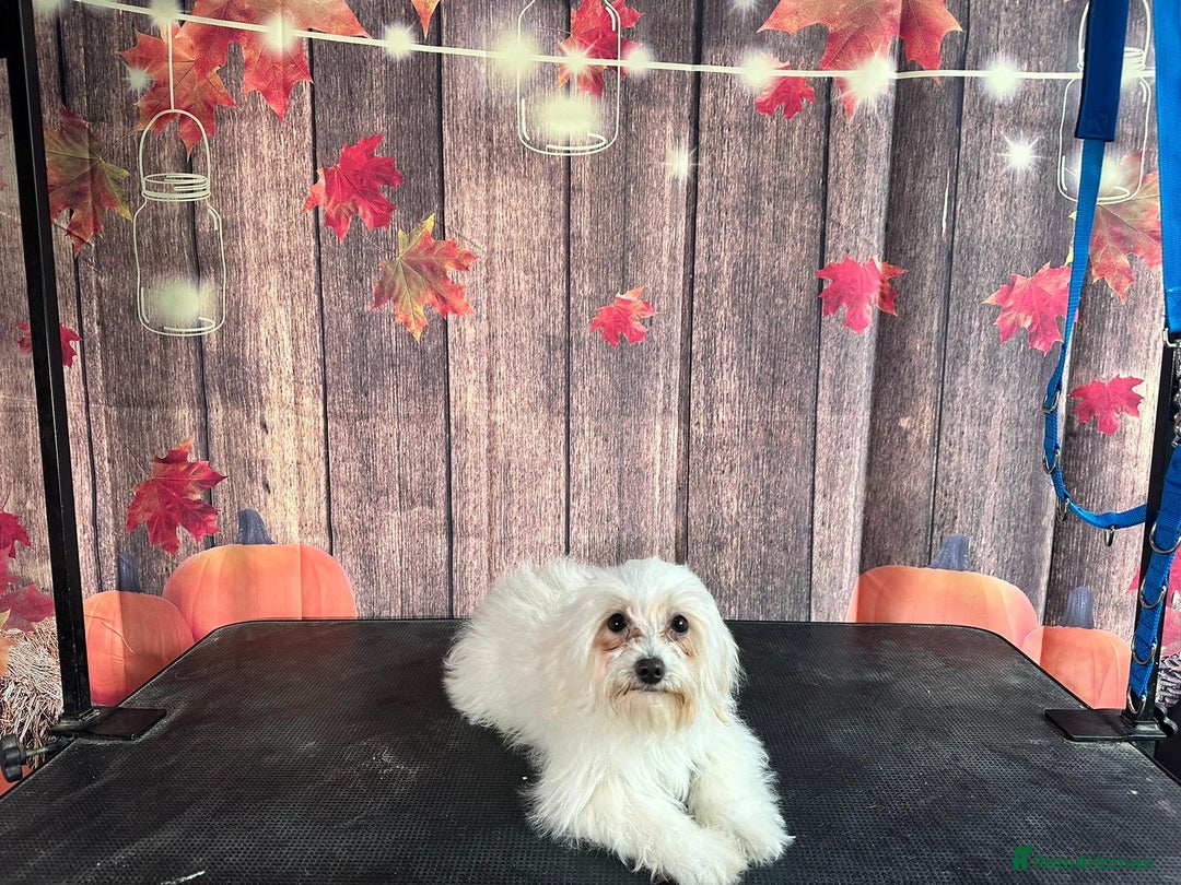 Maltese dogs for sale: 2 male Maltese  - Image 2