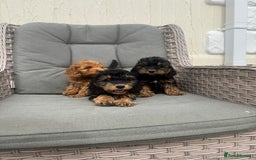 Cockapoo dogs for sale: F1 pra clear Cockapoos (council licensed breeder) - Image 11