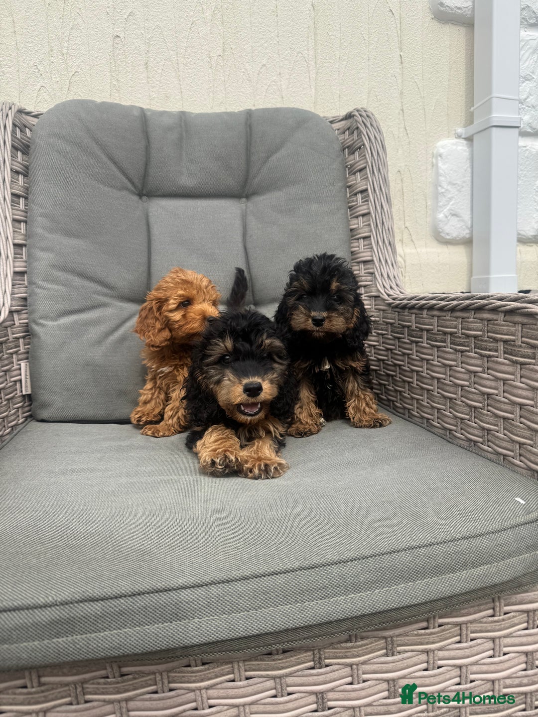 Cockapoo dogs for sale: F1 pra clear Cockapoos (council licensed breeder) - Image 11