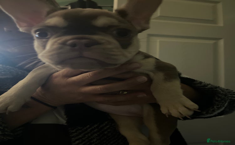 French Bulldog dogs - Advert 11