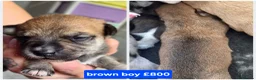 Jack Russell dogs for sale: Jack russell puppies in Emsworth - Advert 6
