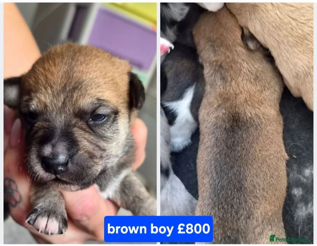 Jack Russell dogs for sale: Jack russell puppies in Emsworth - Advert 6