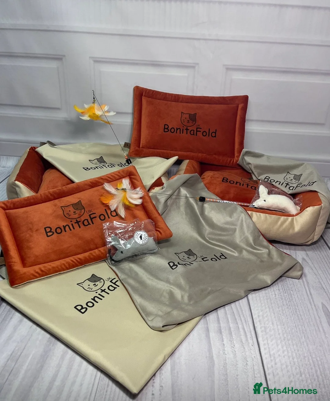 Scottish Fold cats for sale: Scottish Fold TICA registered - Advert 2