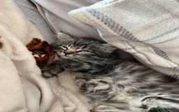 Mixed Breed cats for sale: 8 week old male fluffy tabby kitten - Image 5