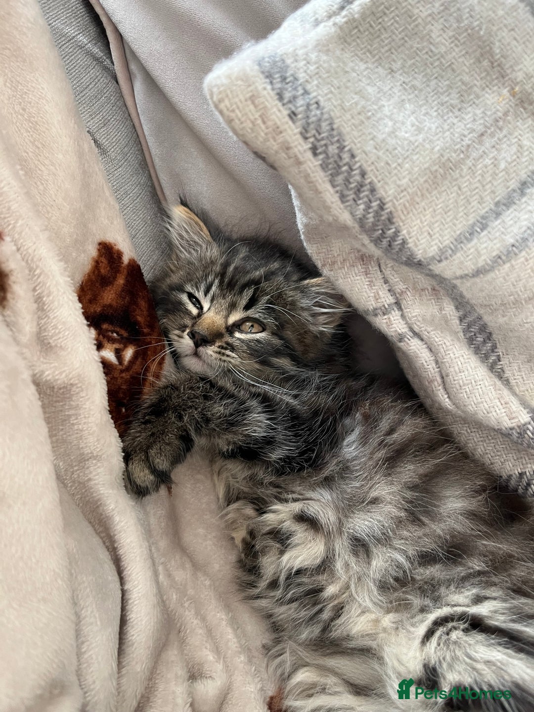 Mixed Breed cats for sale: 8 week old male fluffy tabby kitten - Image 5