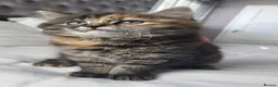 Maine Coon cats for sale: 5 Gorgeous Kittens Maine Coon Tabby Mix - Advert 6