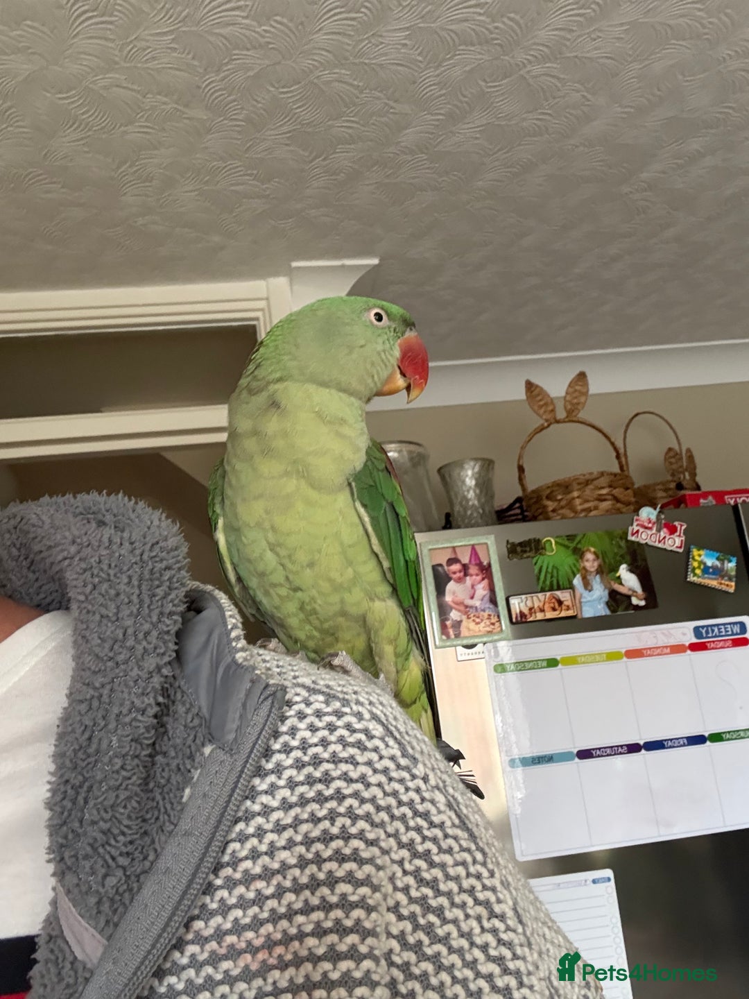 Parrots birds for sale: Pair alexandrine parrots - Image 3