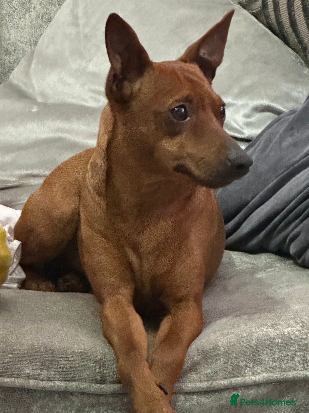 Miniature Pinscher dogs for stud: *STUD* Red Show Standard Miniature Pinscher  in Kettering - Advert 2