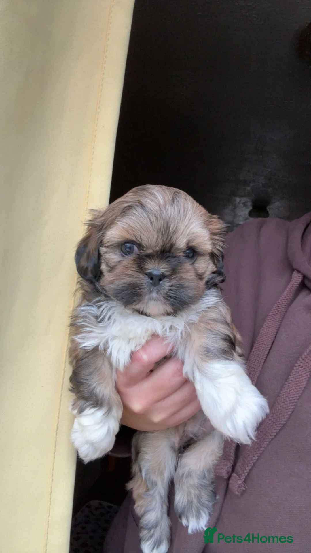 Shih Tzu dogs for sale: Adorable female Shih Tzu  - Advert 1