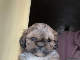 Shih Tzu dogs Adorable female Shih Tzu - Advert 1