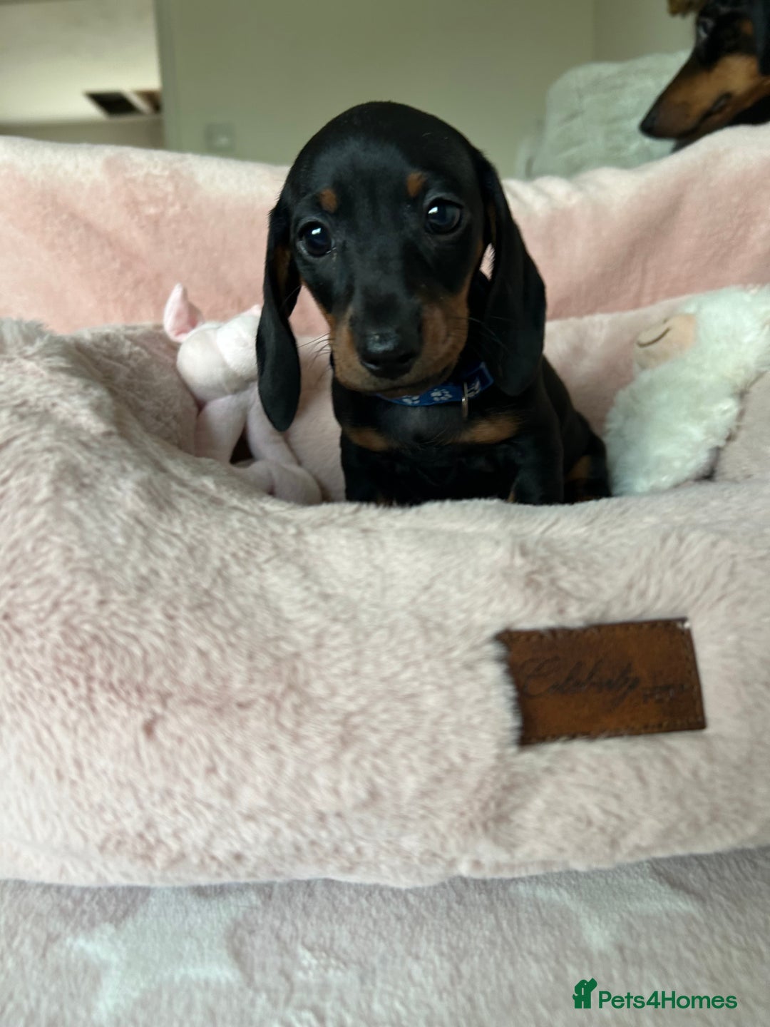 Dachshund dogs for sale: 2 beautiful  girls dachshund puppies available  - Image 4