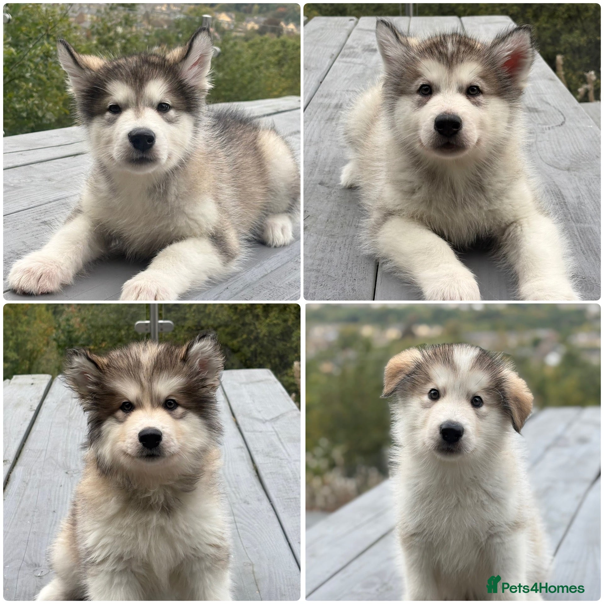 Alaskan Malamute dogs Champion Line KC Reg Alaskan Malamute Puppes    - Advert 1