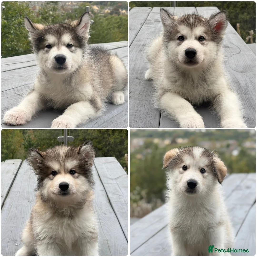 Alaskan Malamute dogs for sale: Champion Line KC Reg Alaskan Malamute Puppes    - Advert 1