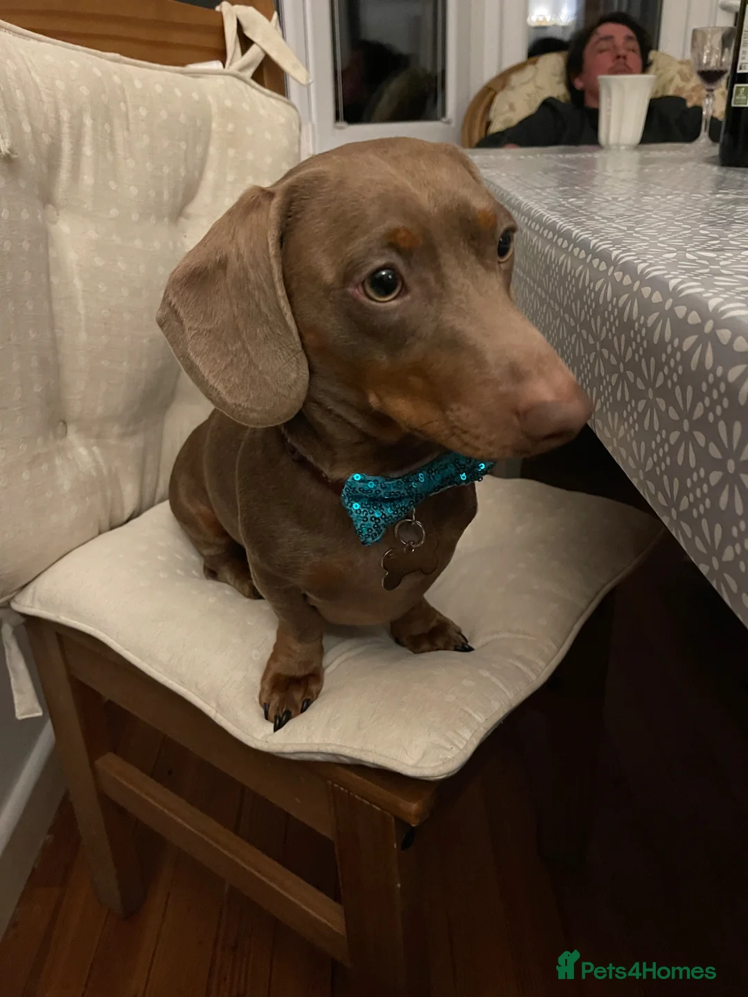 Miniature Dachshund dogs for stud: Milo miniature dachshund stud - Advert 2