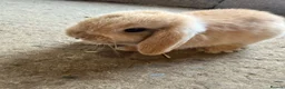 Mini Lop rabbits for sale: Mini lop babies for sale - Advert 5