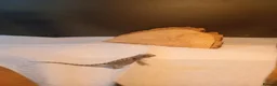 Bearded Dragon reptiles for sale: Beautiful babies for sale - Advert 5