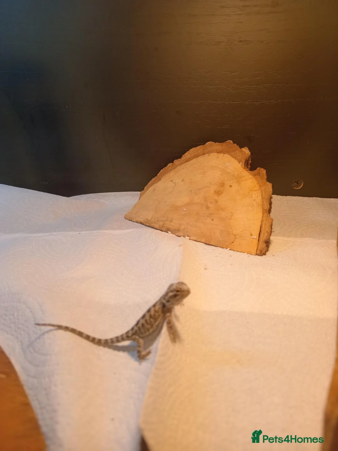 Bearded Dragon reptiles for sale: Beautiful babies for sale - Advert 5