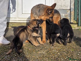 German Shepherd dogs KC registered pups with paperwork,German shepherd - Advert 3