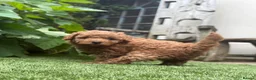 Mixed Breed dogs for sale: Cavapoochon puppies. 5* Council Reg’d - Advert 8