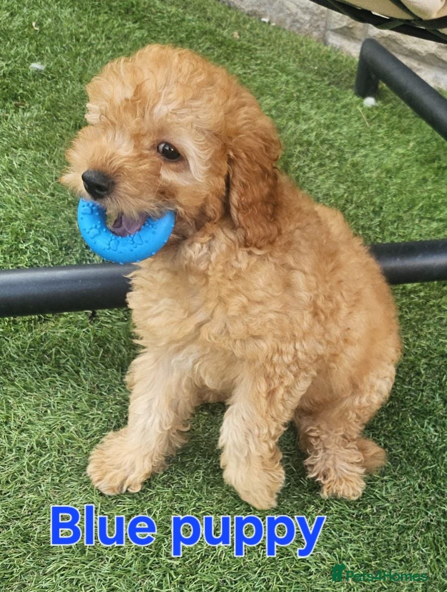 Maltipoo dogs 🐶3 boys left looking for their forever home🐶  - Advert 5