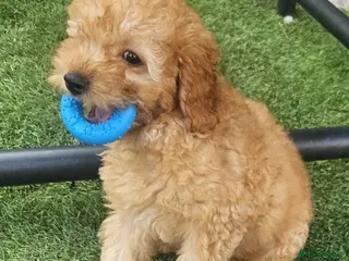 Maltipoo dogs 🐶3 boys left looking for their forever home🐶 - Advert 5