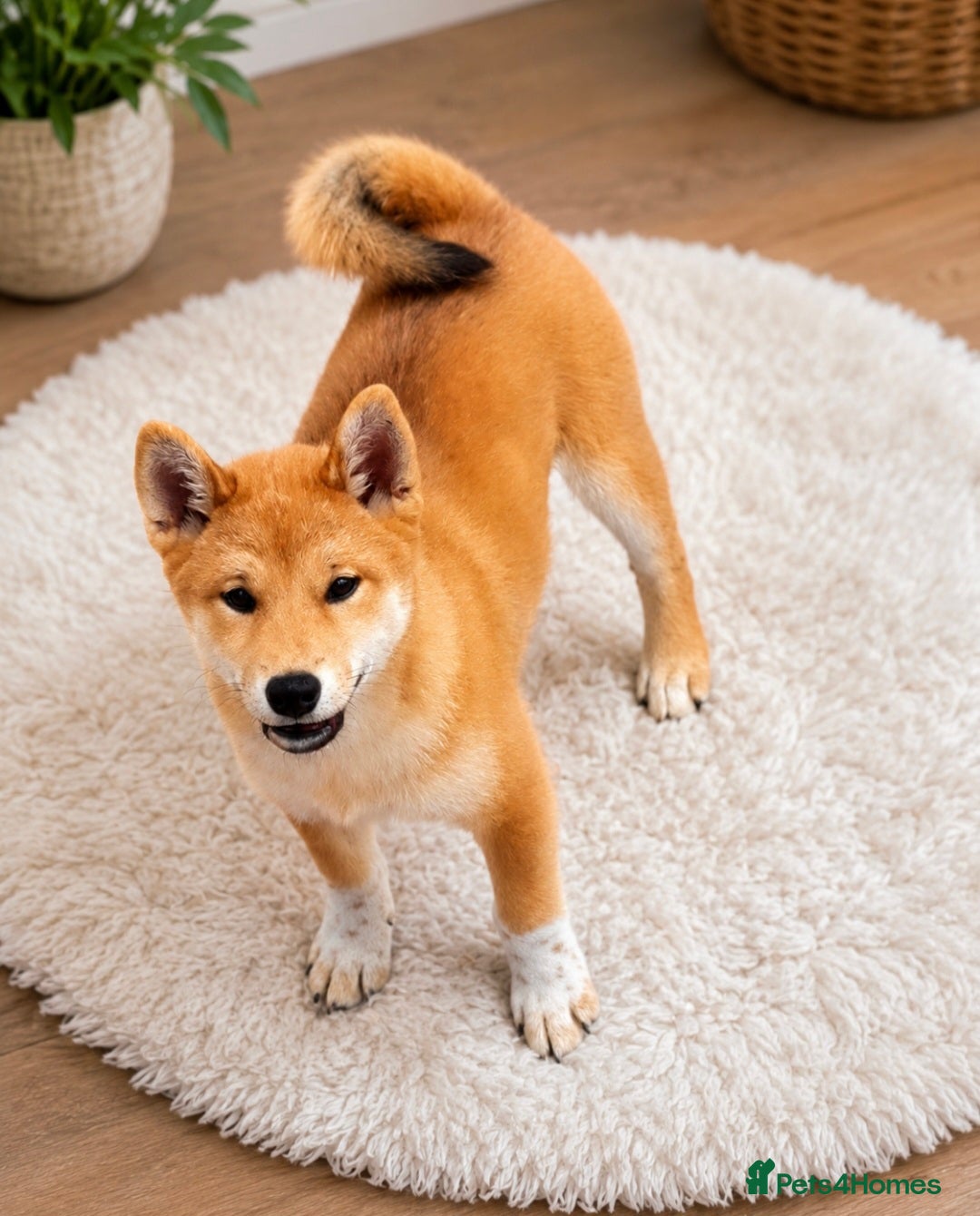 Japanese Shiba Inu dogs Top Quality Japanese shiba inu  - Advert 3
