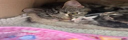 Mixed Breed cats for sale: Beautiful kittens  in Woking - Advert 19