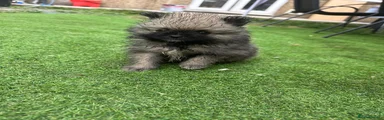 Pomeranian 4