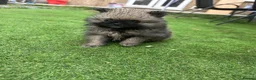 Pomeranian dogs for sale: Beautiful Cream&Wolf Sable Male Pomeranian Puppies - Advert 5