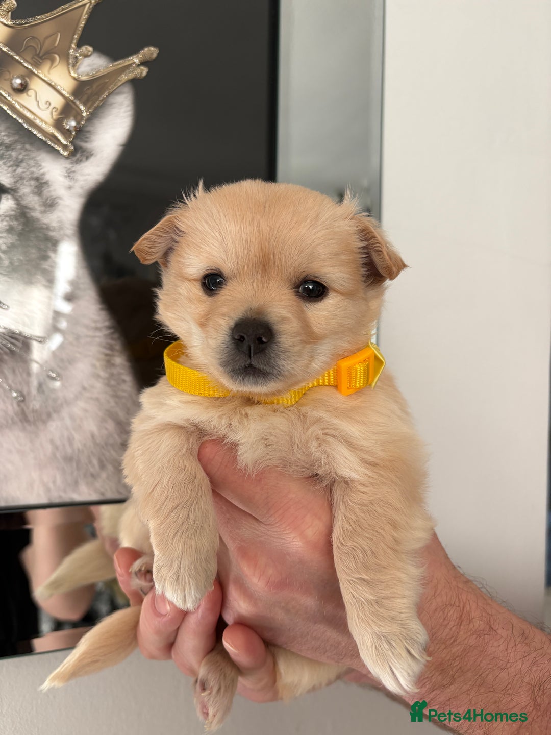 Mixed Breed dogs for sale: Italian volpino x deer head chihuahua puppies  - Advert 14
