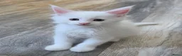Maine Coon cats for sale: Stunning Maine coon kittens - Advert 4