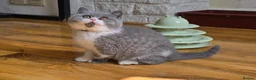 British Shorthair cats for sale: 🏆 TICA Reg British Shorthair Female - Advert 4